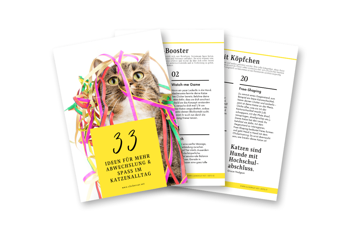 33 Ideen für mehr Spass und Abwechslung im Katzenalltag
