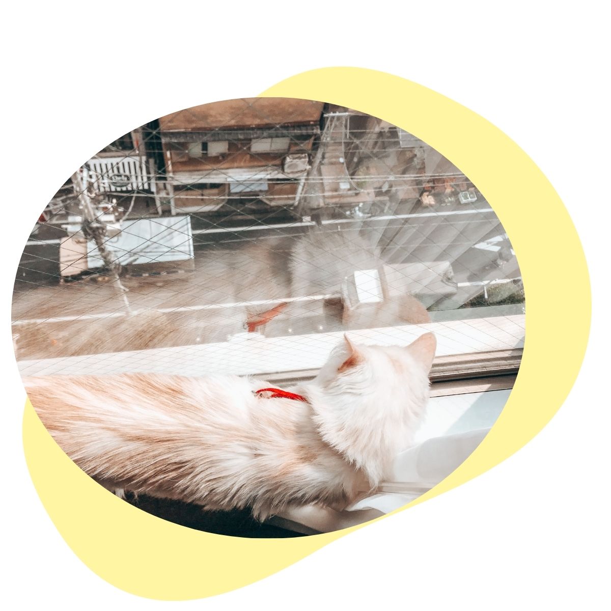 Blog Startbild Clickercat Louis in Tokyo