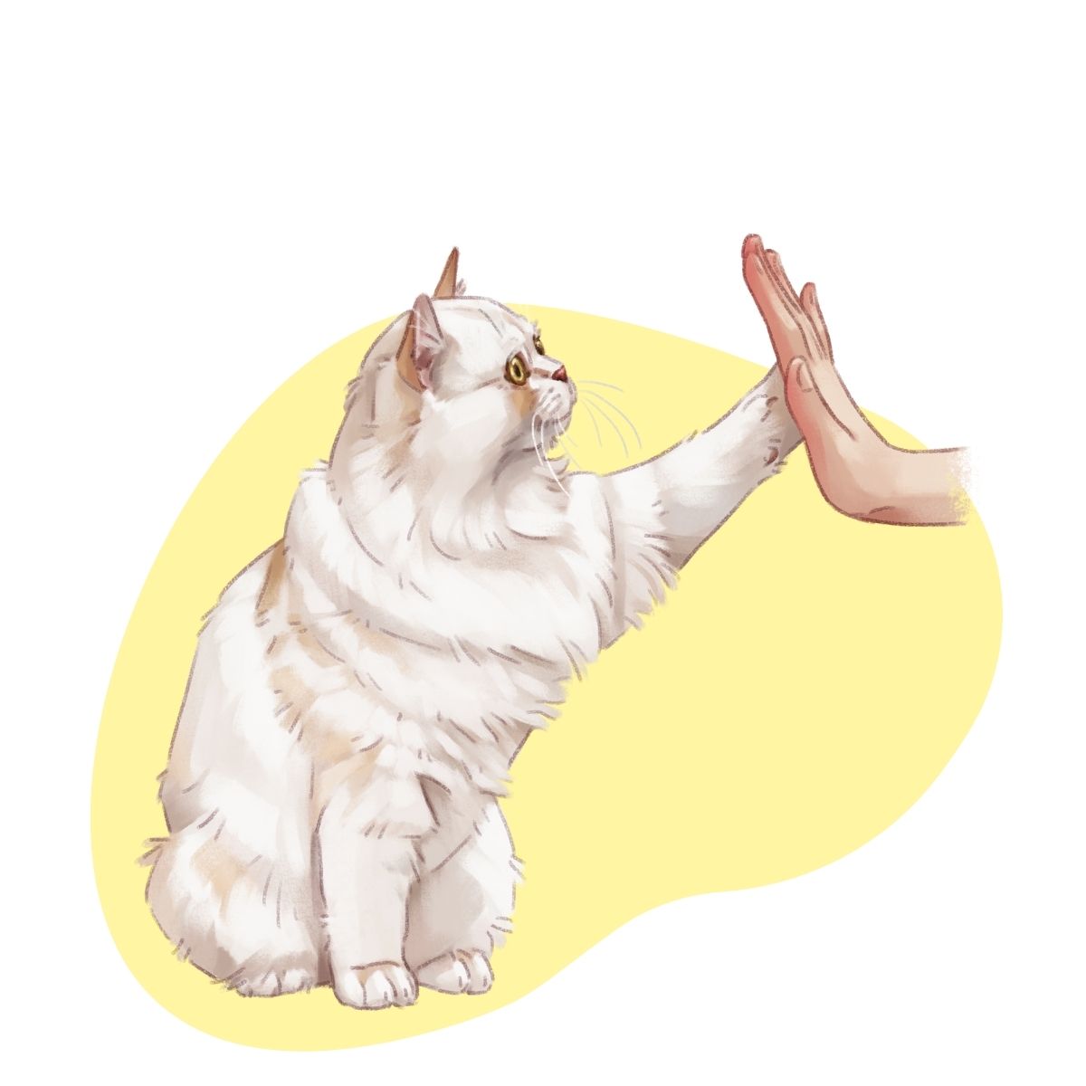 Clickertraining High Five