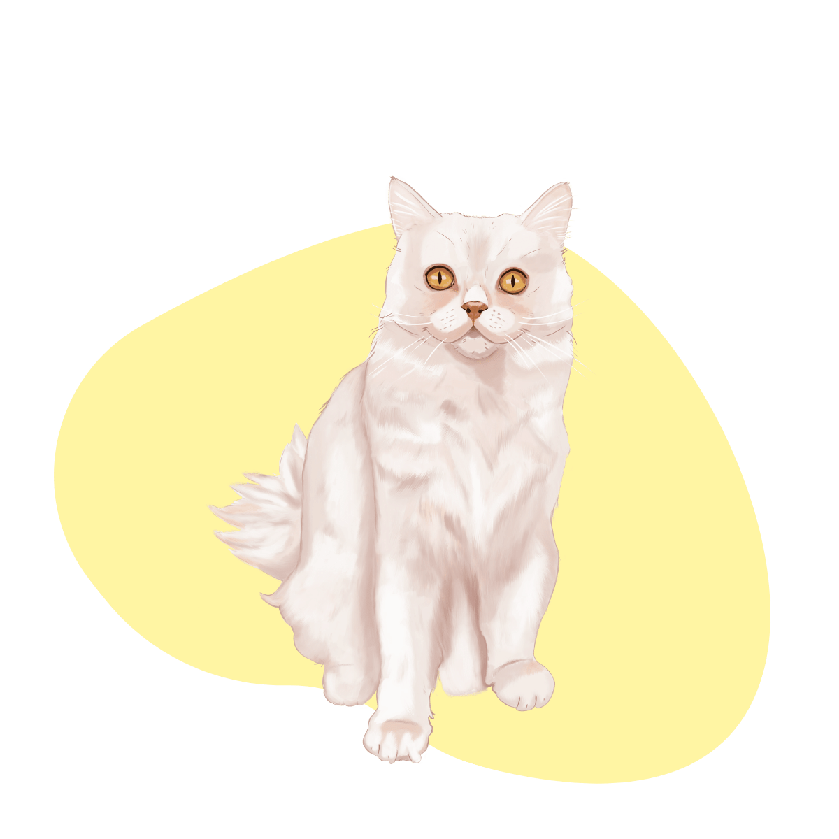 Clickertraining Katze