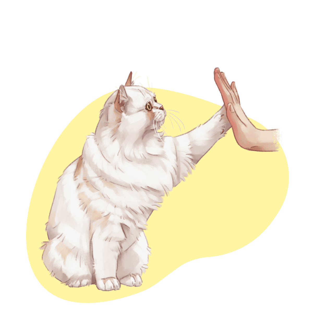 Clickstart Katzentraining High Five