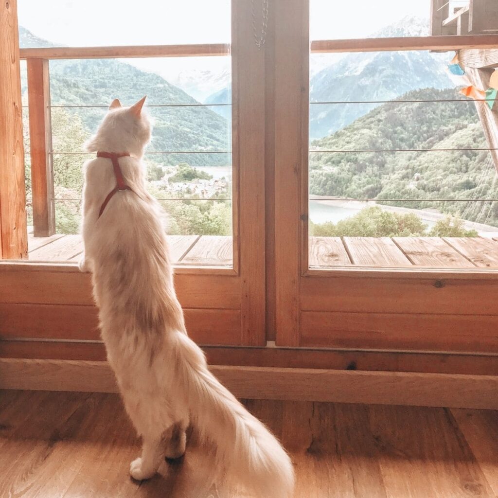 Katze auf Roadtrip durch Frankreich