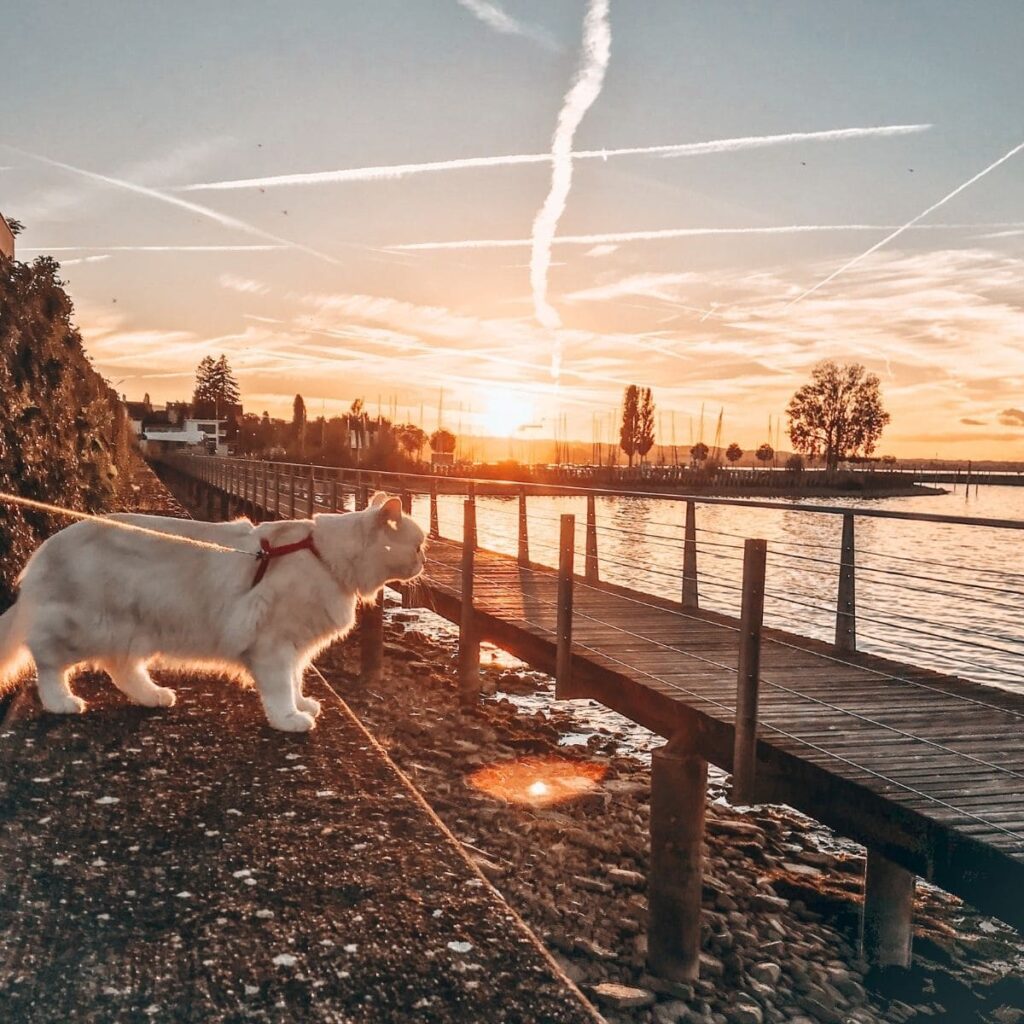 Katze auf Spaziergang am Bodensee