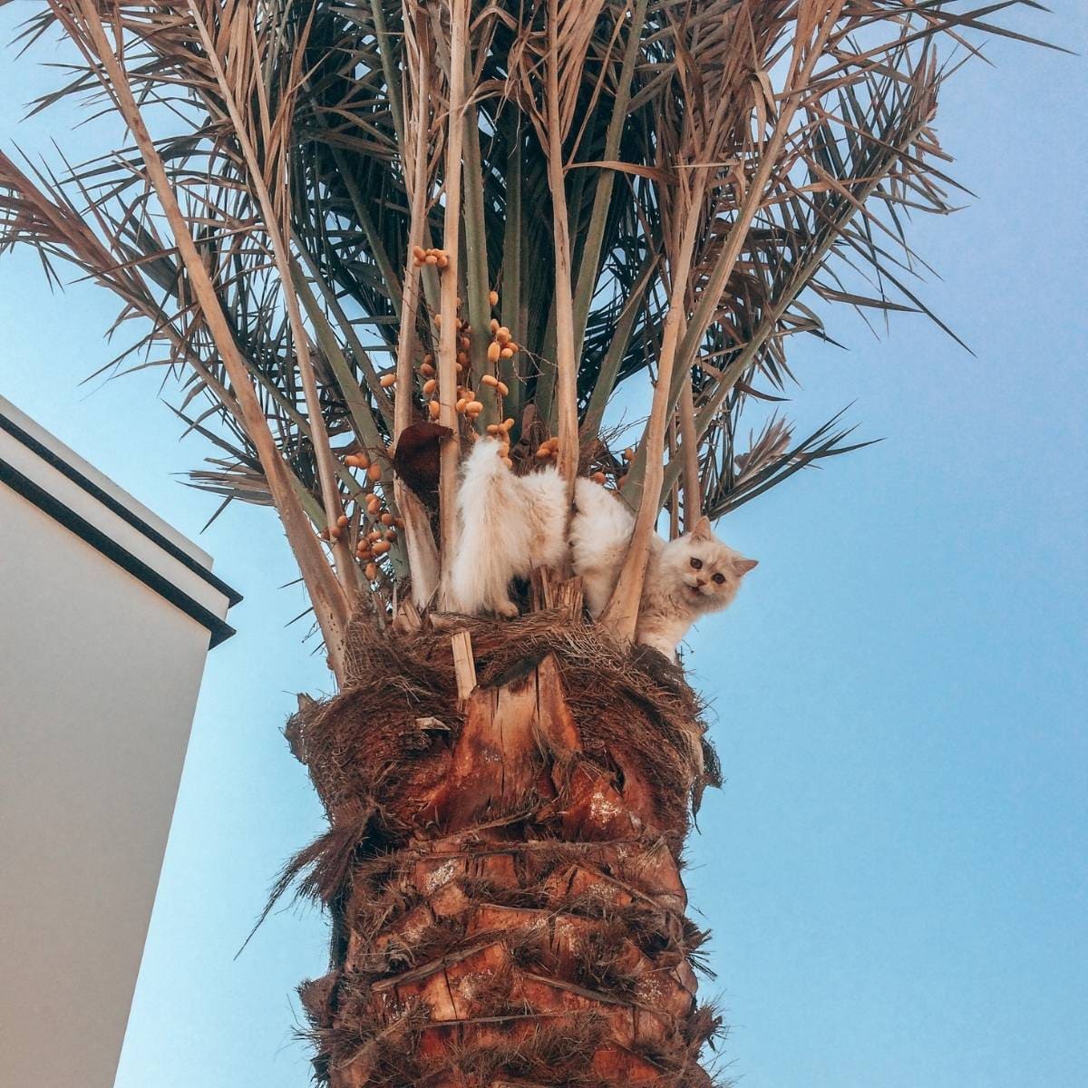 Katze klettert auf Palme in Dubai