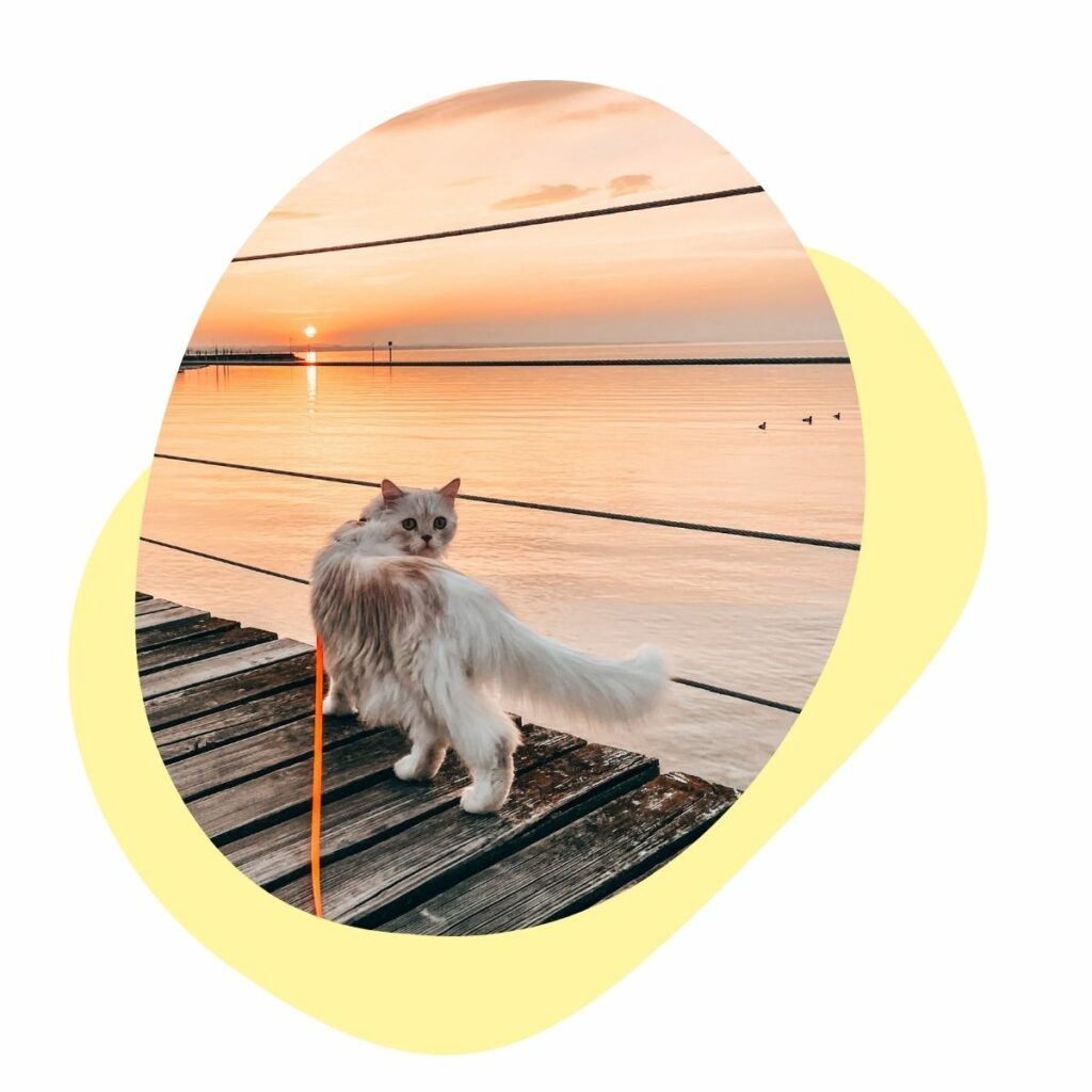 Katzenspaziergang