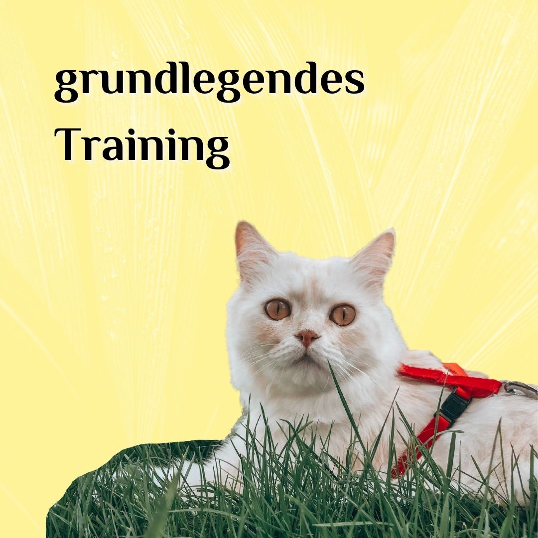 Katzenspaziergang Modul 1 grundlegendes Training