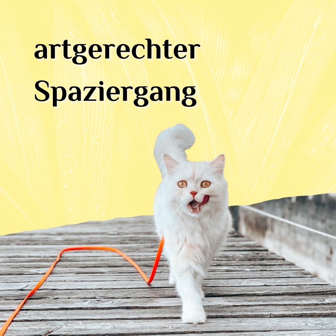 Katzenspaziergang Modul 2 artgerechter Spaziergang