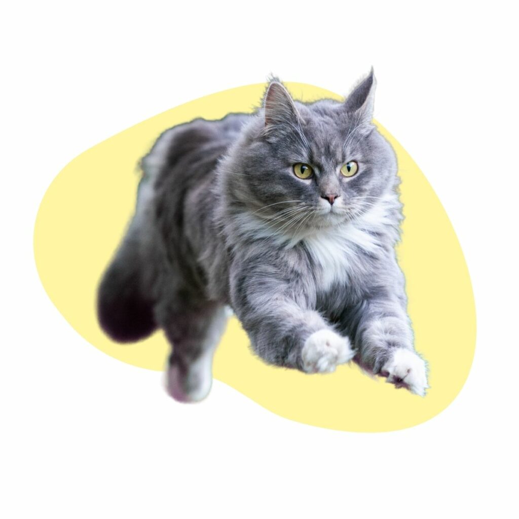 Super-Rückruf