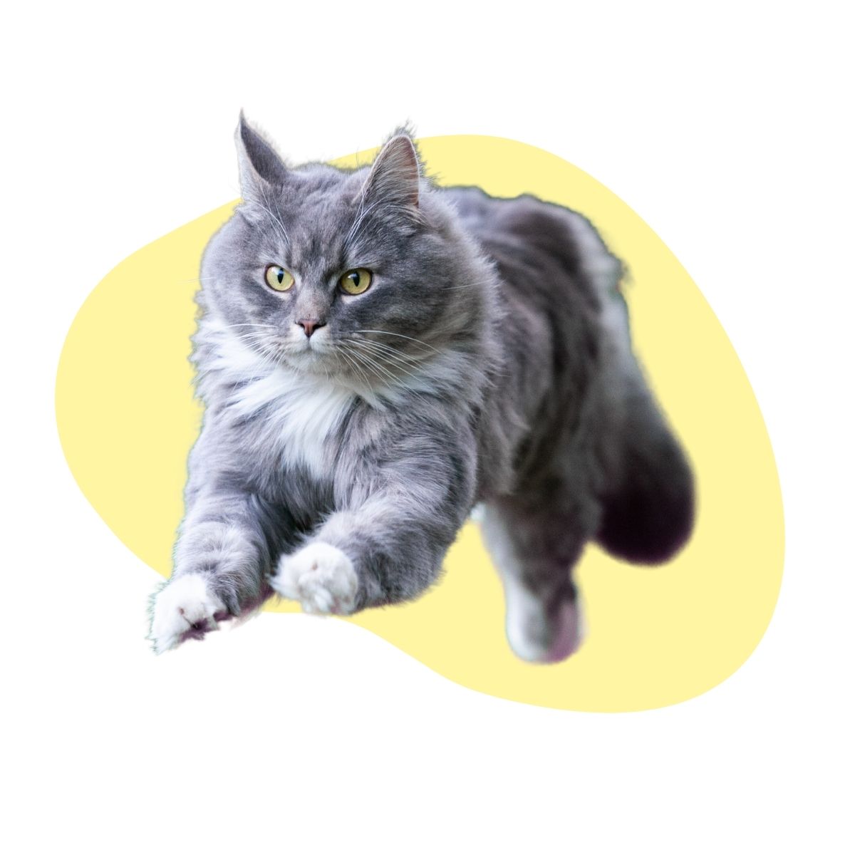 Super Rückruf Katze kommt angerannt