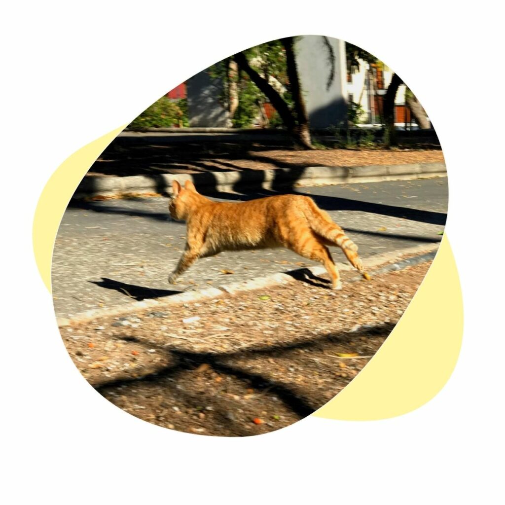 Super Rückruf Training Katze läuft weg