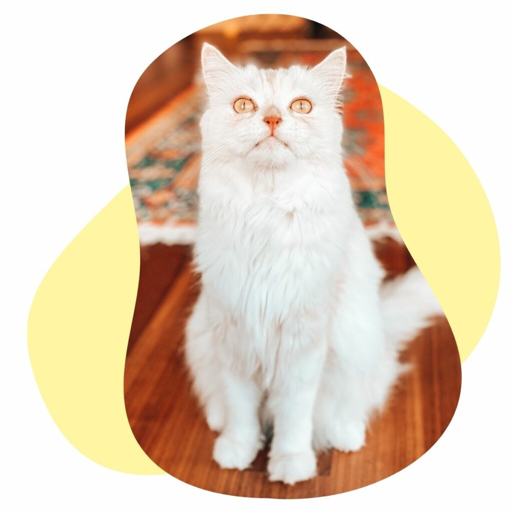 Deep Dive Clickercat Katzentraining Himmel