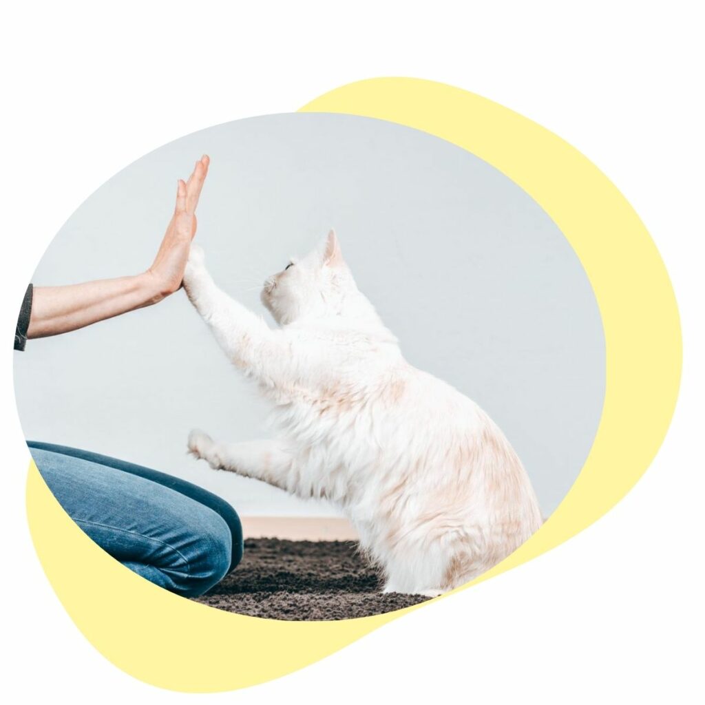 Katze macht High-Five
