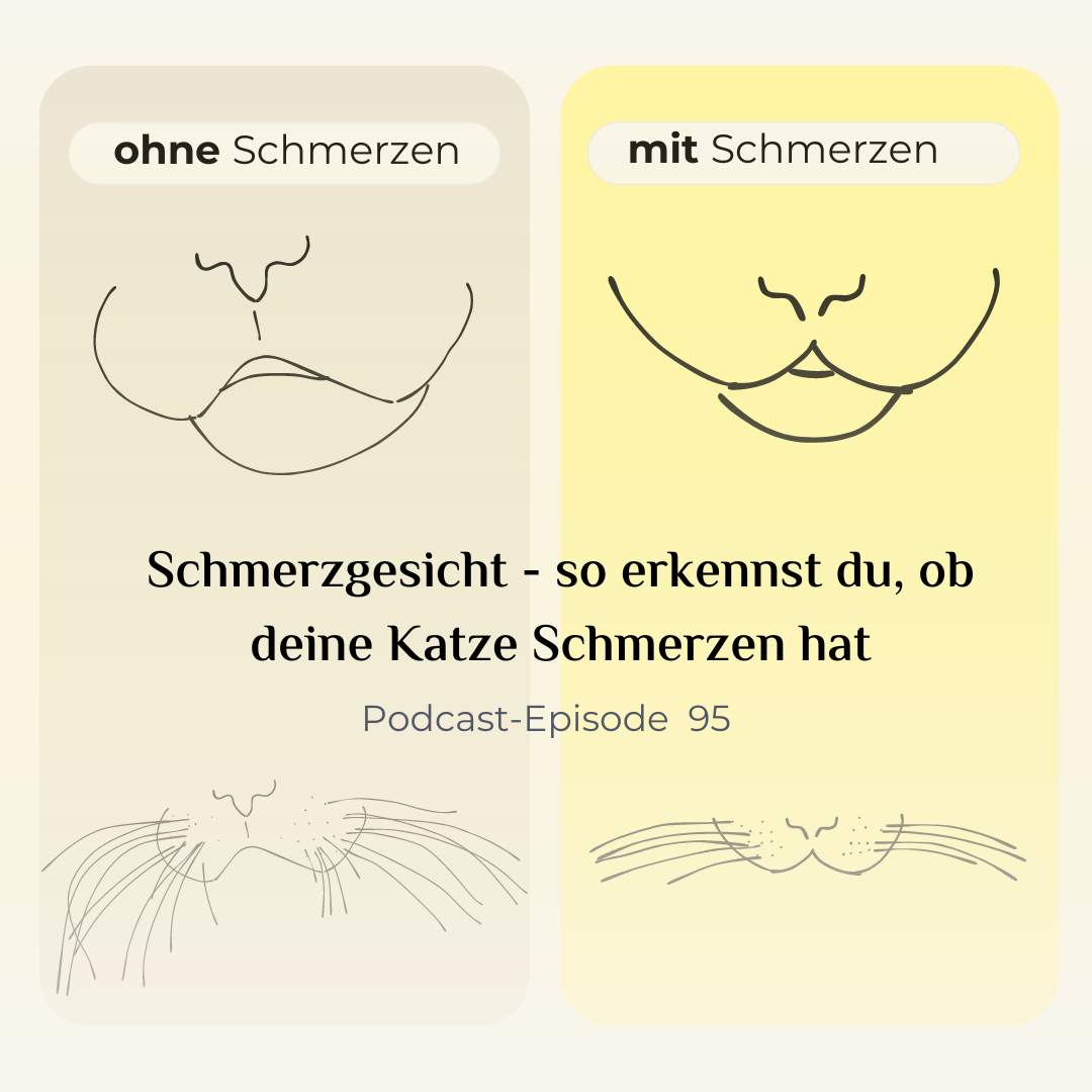 Schmerzgesicht - So erkennst du ob deine Katze Schmerzen hat