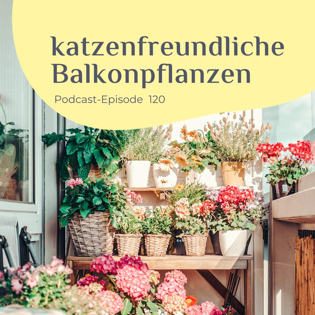 Katzenfreundliche-Balkonpflanzen