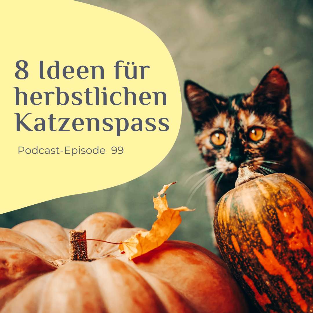 8 Ideen für herbstlichen Katzenspass