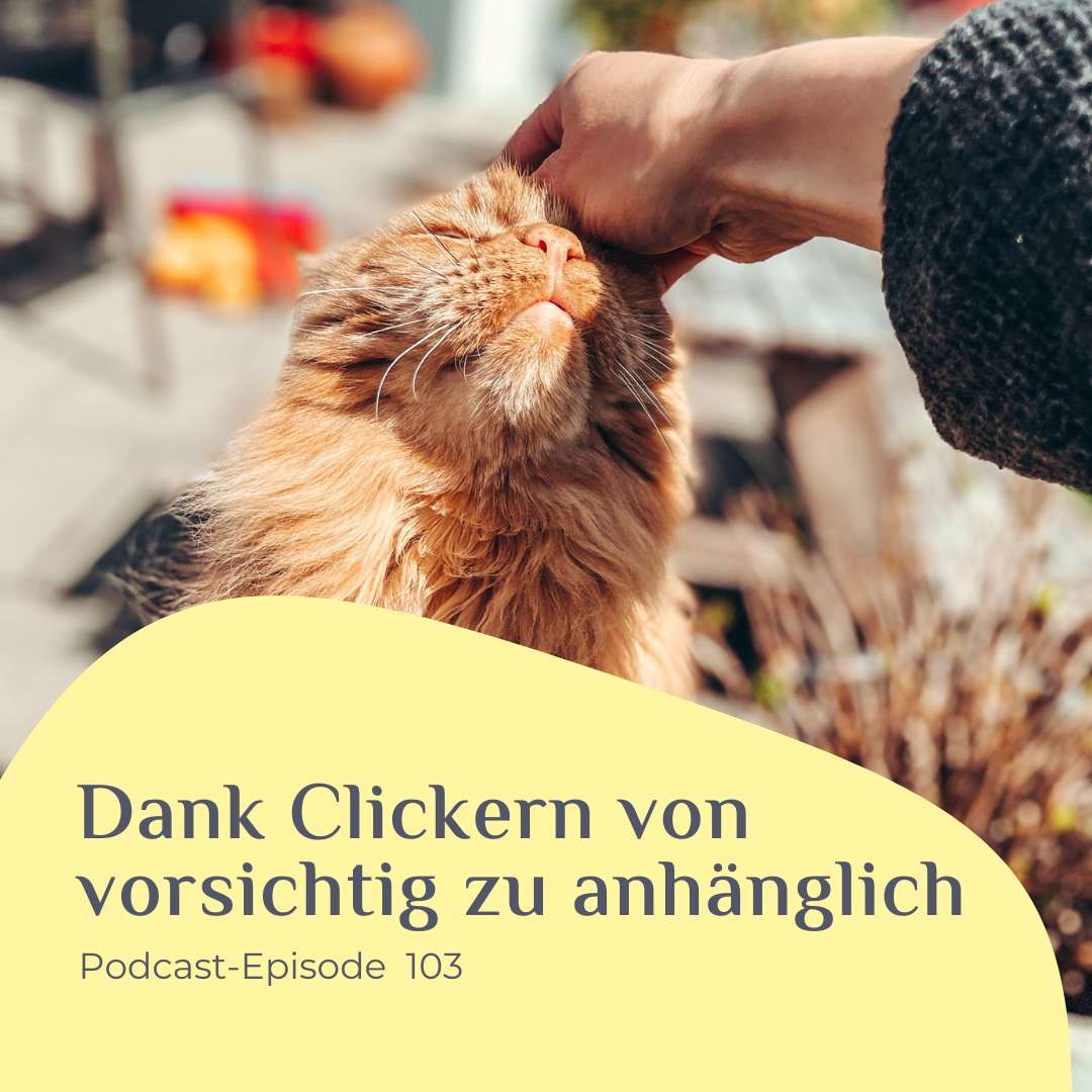 Dank Clickern von vorsichtig zu anhänglich