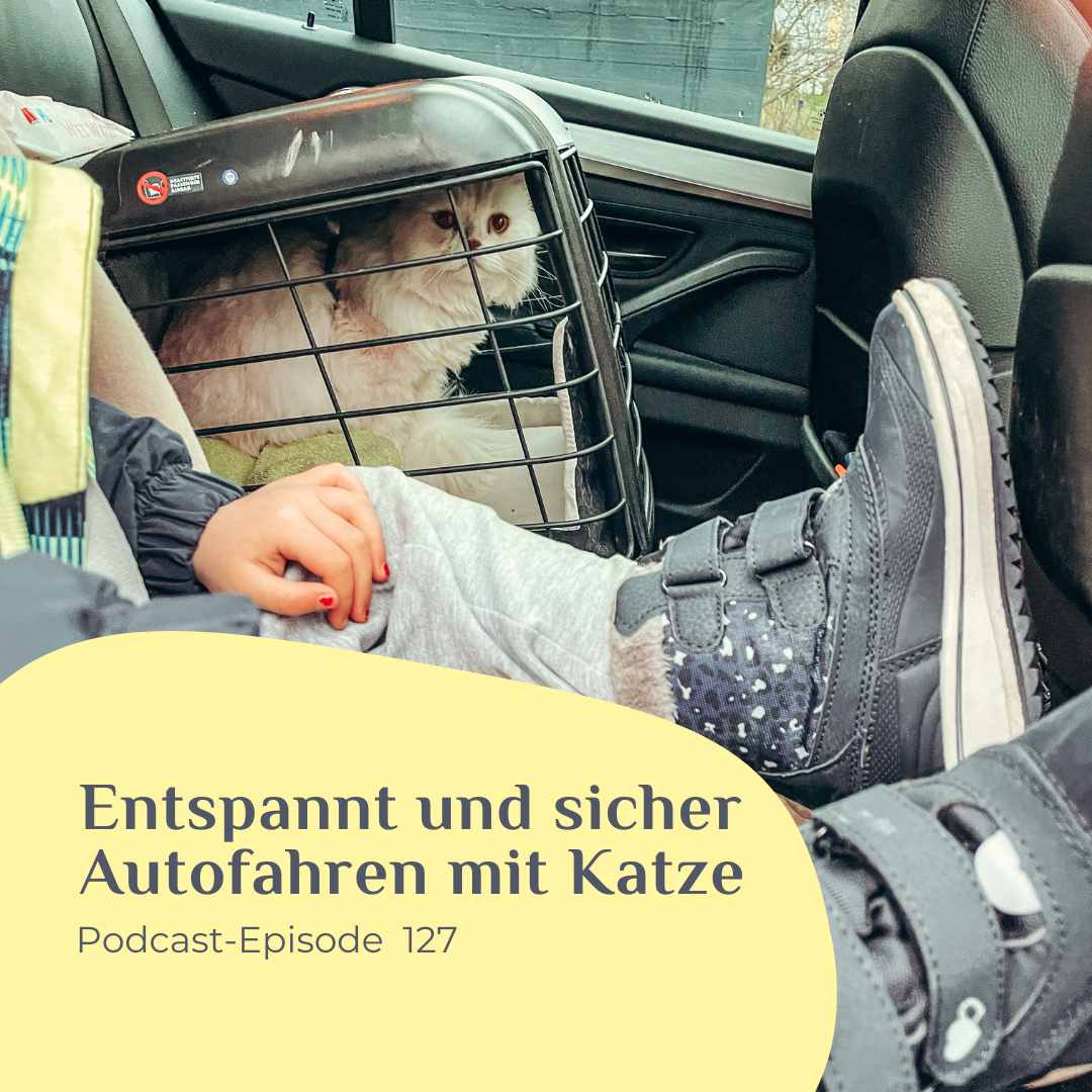 Entspannt und sicher Autofahren mit Katze