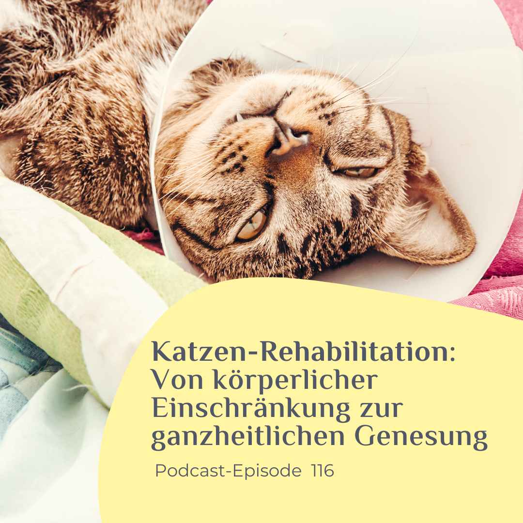 Katzen-Rehabilitation Von körperlicher Einschränkung zur ganzheitlichen Genesung