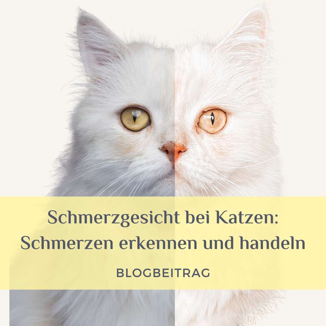 Schmerzgesicht bei Katzen Schmerzen erkennen und handeln