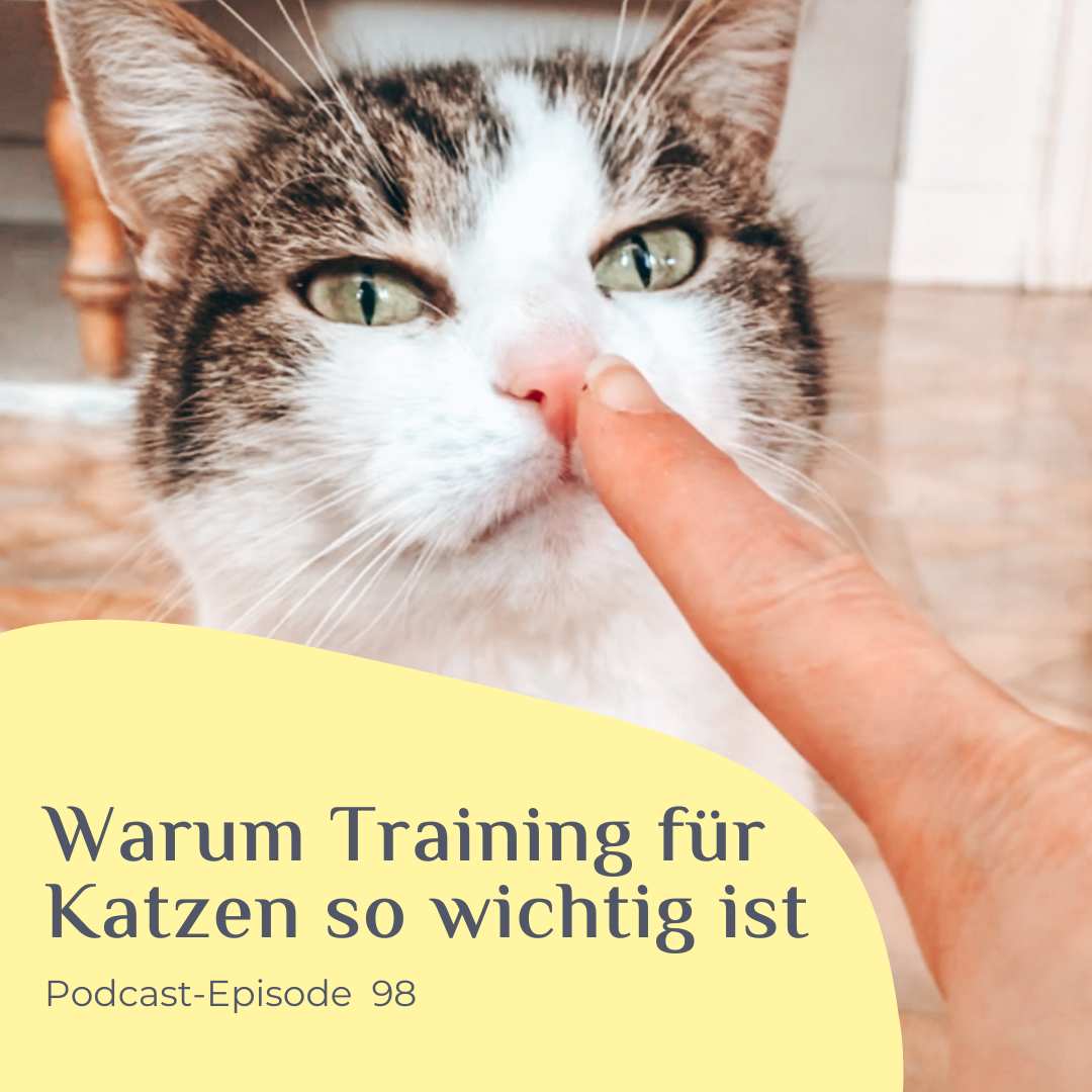 Training für Katzen