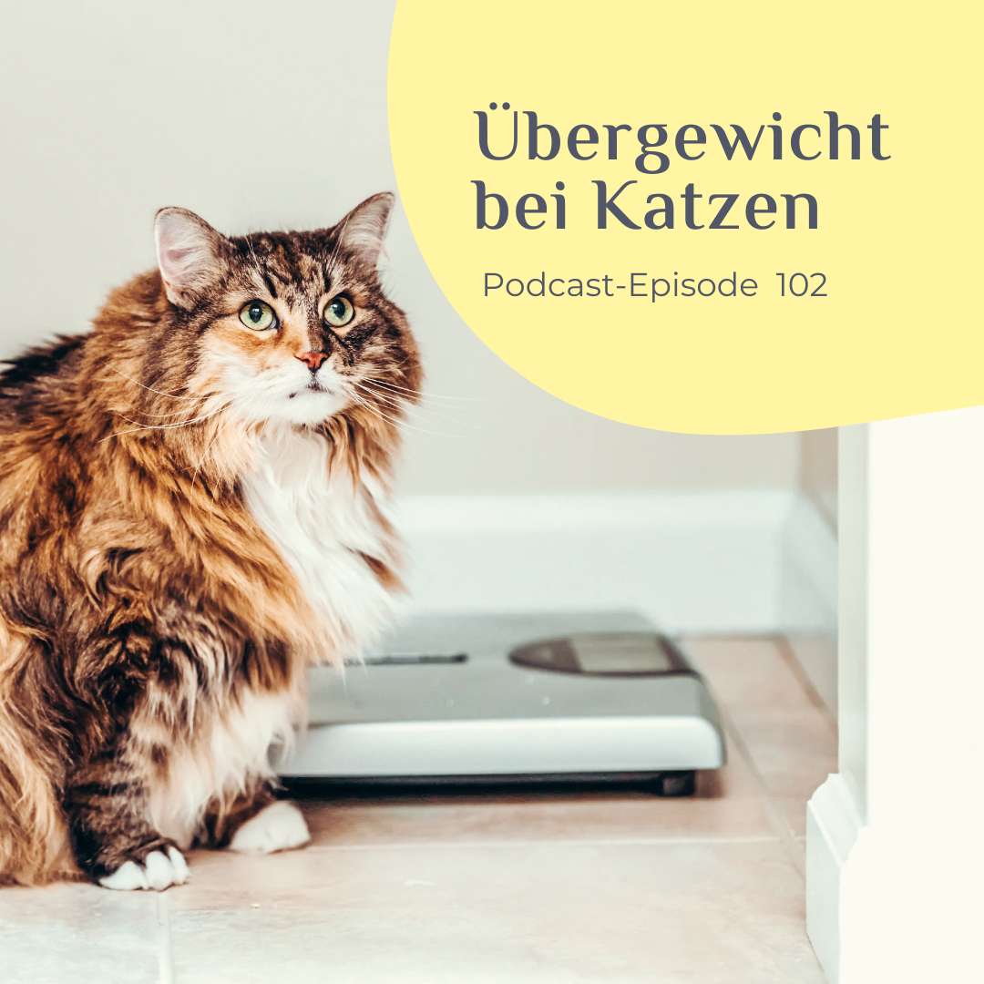 Übergewicht bei Katzen
