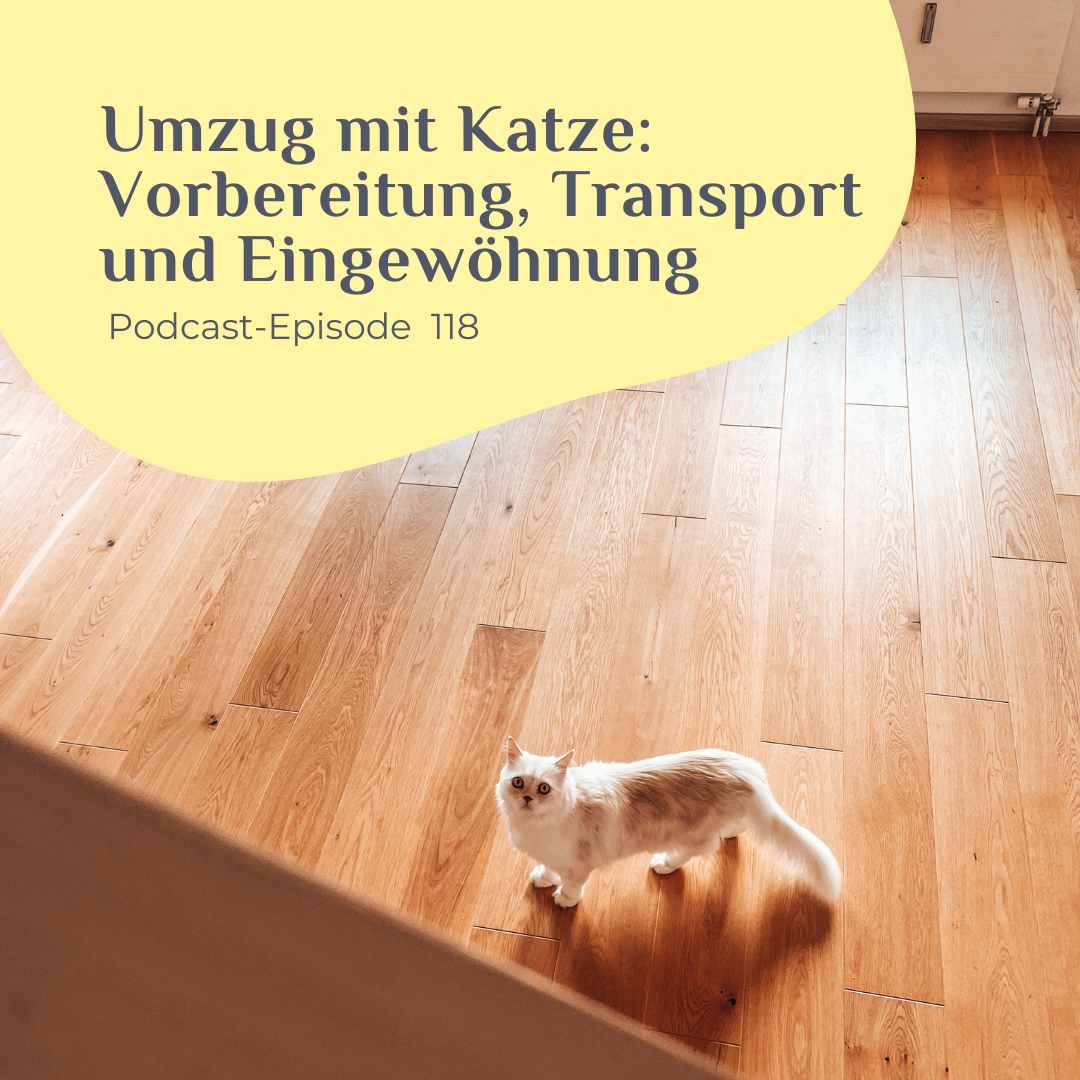 Umzug mit Katze Vorbereitung, Transport und Eingewöhnung