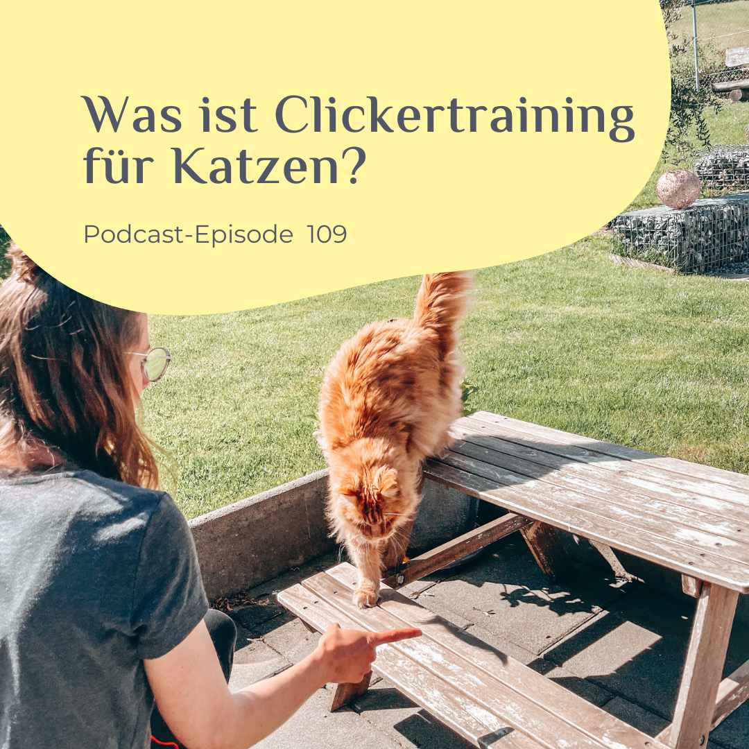Was ist Clickertraining für Katzen