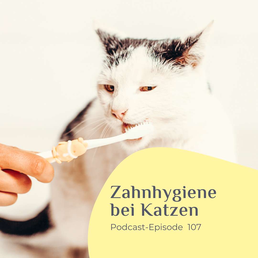 Zahnhygiene bei Katzen