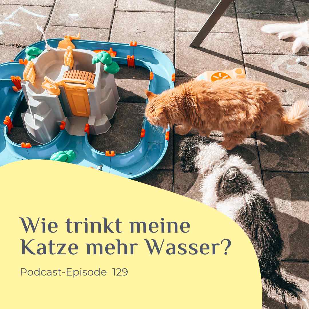 Wie trinkt meine Katze mehr Wasser