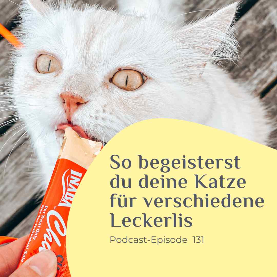 So begeisterst du deine Katze für verschiedene Leckerlis