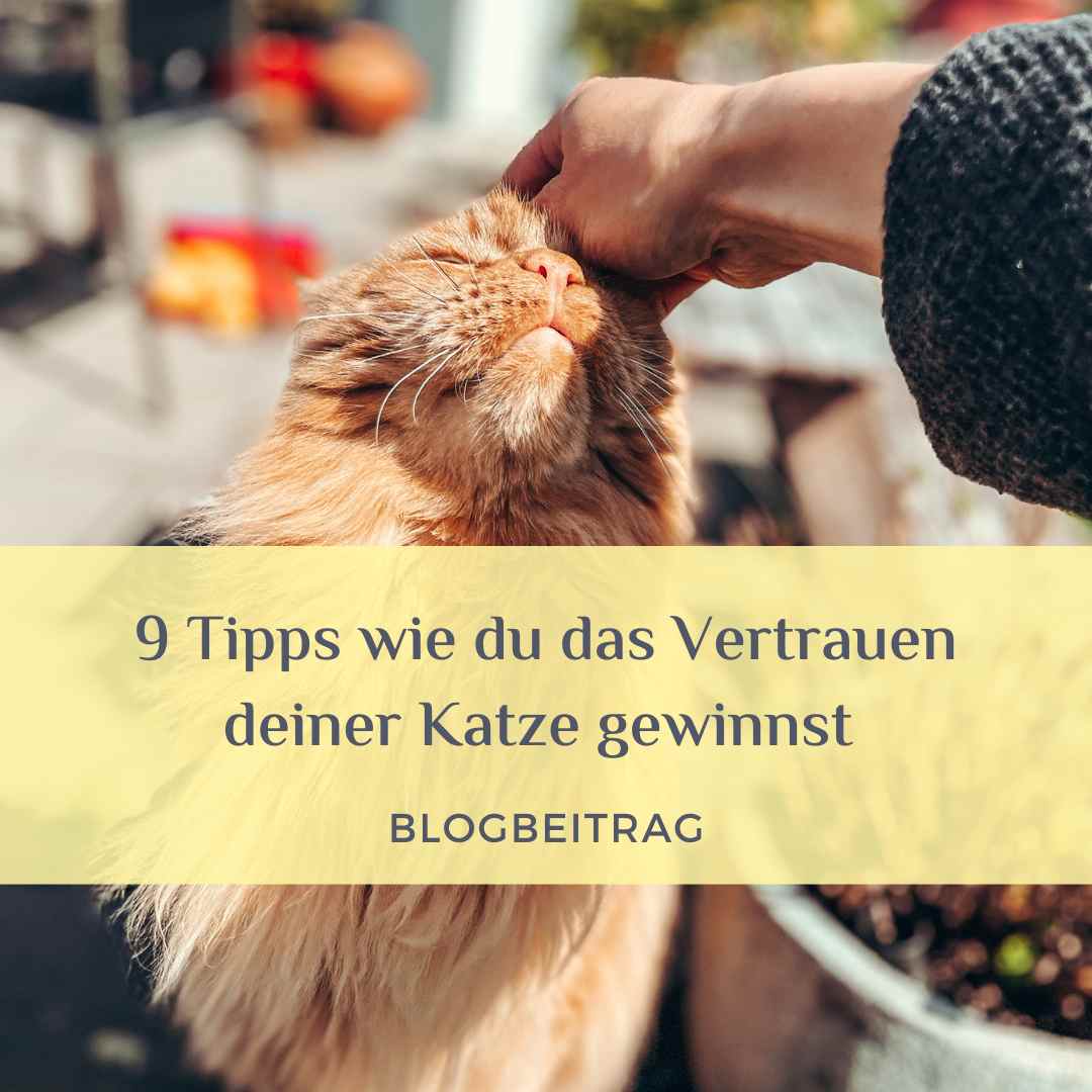 9 Tipps wie du das Vertrauen deiner Katze gewinnst