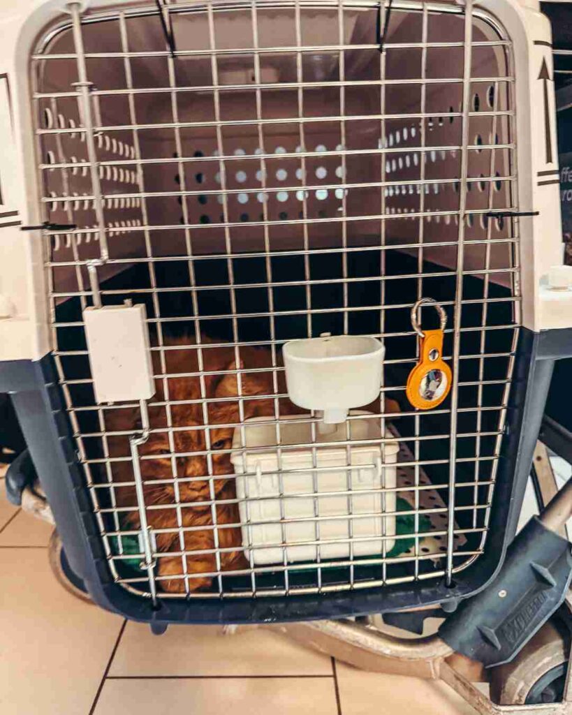 Fliegen mit Katze Cargo
