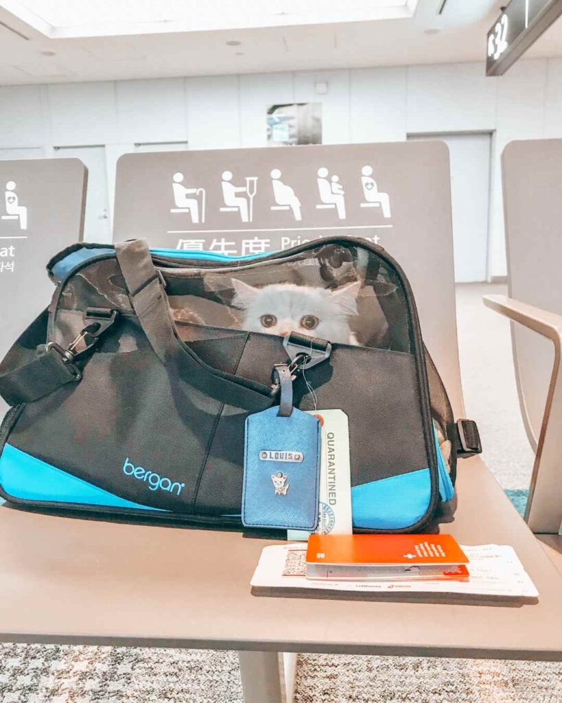 Fliegen mit Katze Flughafen