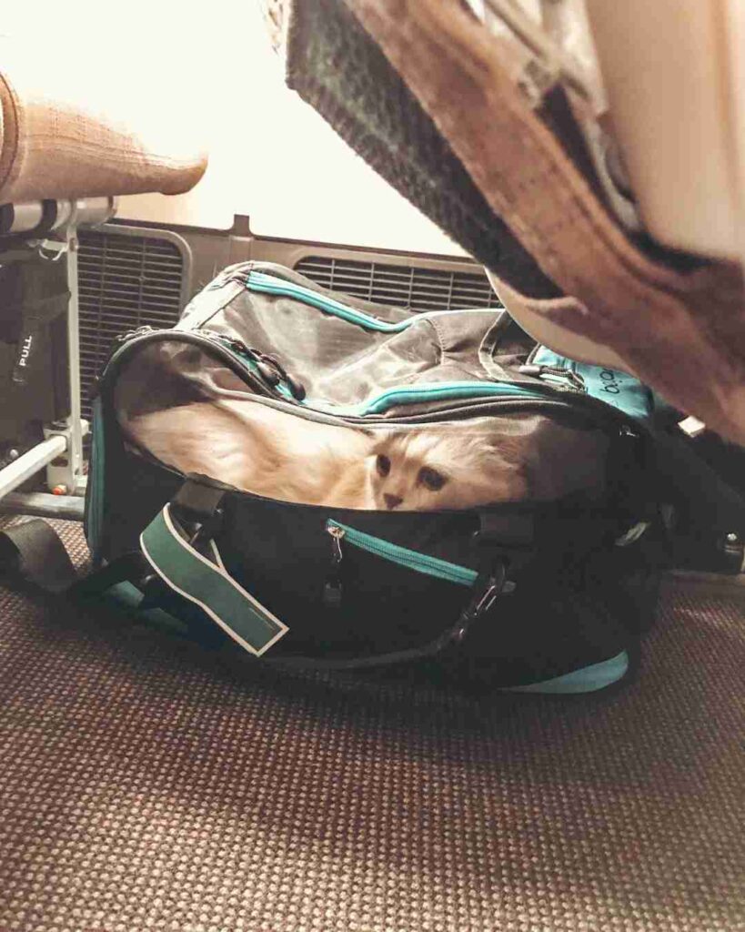 Fliegen mit Katze in der Kabine