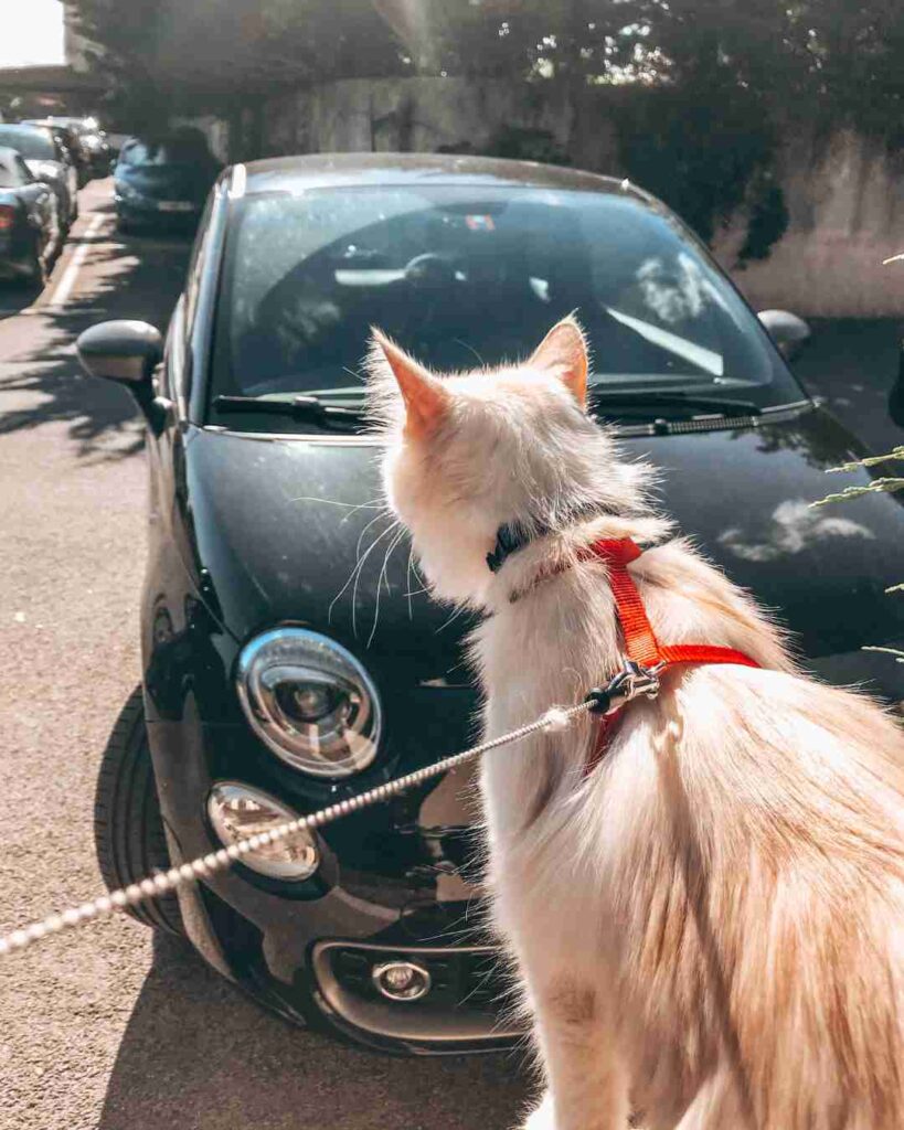 katze autofahren - Fiat