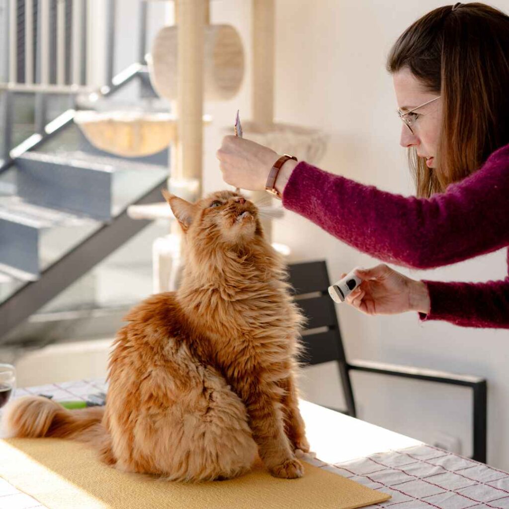 Katze scheren 1