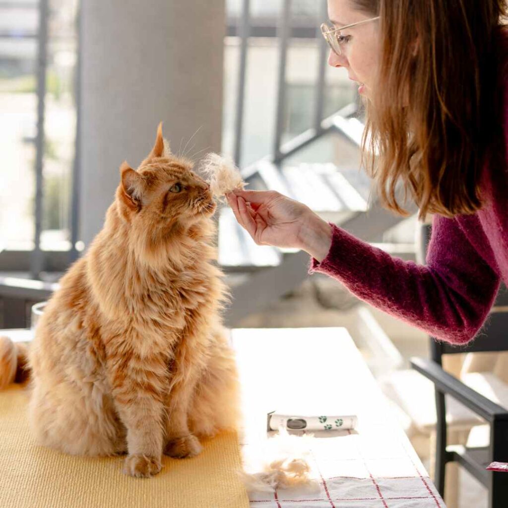 Katze scheren 1