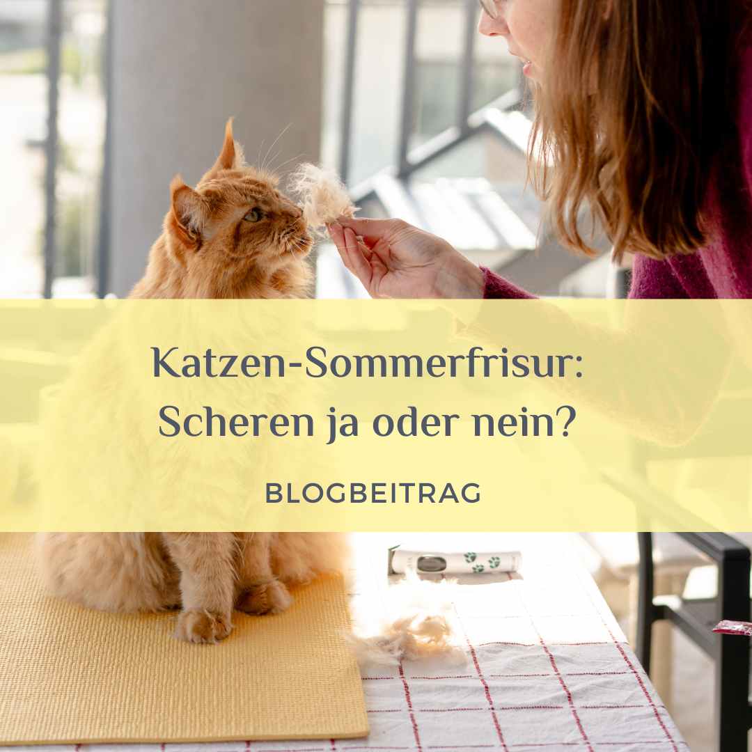 Katze scheren 1