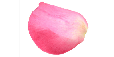 Rosenblatt rosa