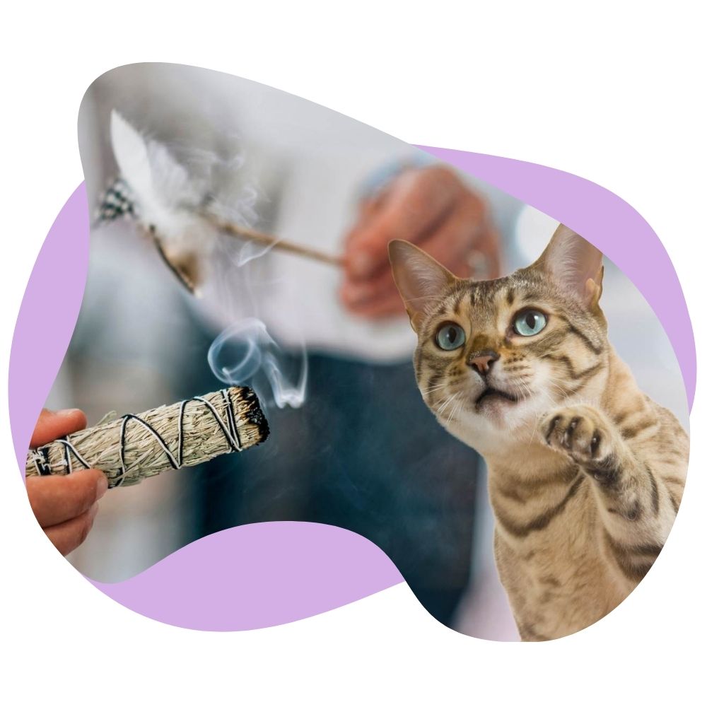 Räuchern mit Katze