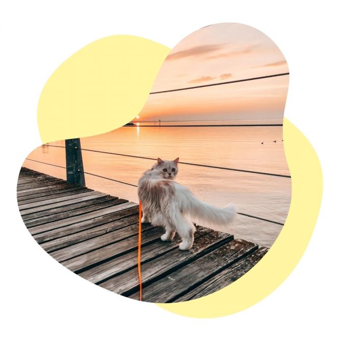 Katzenspaziergang im Sonnenuntergang